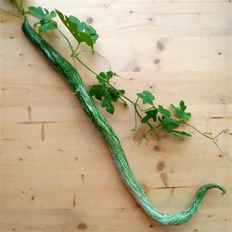 Snake Gourd Trichosanthes Cucumerina Var Anguina Seeds