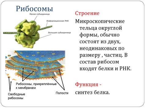 Органоиды цитоплазмы, их строение и функции - презентация онлайн