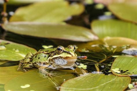 Free Images Nature Leaf Flower Wildlife Botany Amphibian Eat