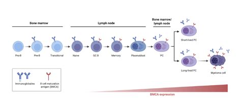 B Cell Maturation Antigen During Plasma Cell Differentiation And