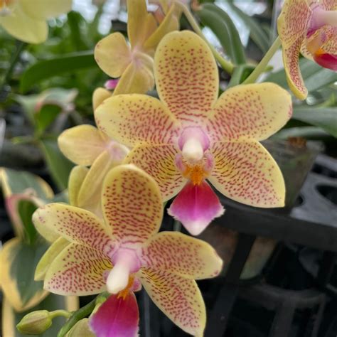 Phalaenopsis Blooming Orchid, Grower's Choice - J&L Orchids