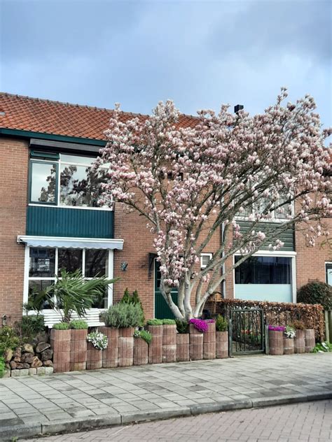 Wauw Dit Zijn De Grootste En Mooiste Magnolia Bomen In Woerden