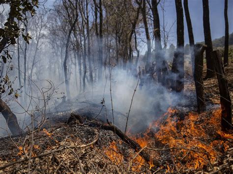 Combaten 120 Incendios Forestales Activos En México Fuser News