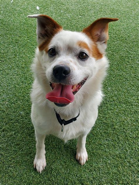 Record-high amount of dogs at San Diego Humane Society: How you can help
