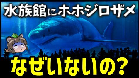 【疑問】なぜ水族館にはホホジロザメがいないのか？ ゆっくり解説まとめ