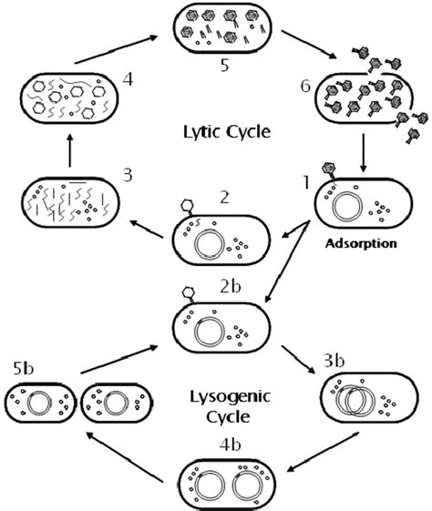 Lytic Cycle Diagram 5 Steps