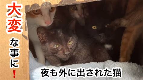 【緊急保護】突然飼主が入院し、夜も外に出され寒さと飢えに耐えた猫達！ Youtube