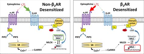 Epinephrine Pathway