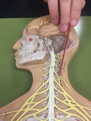 Plexuses And Spinal Nerves Flashcards Quizlet