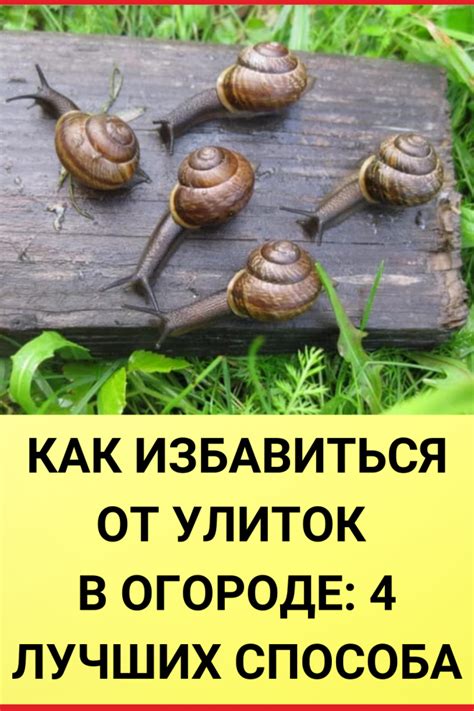 Как избавиться от улиток в огороде: 4 лучших способа | Полезные советы ...