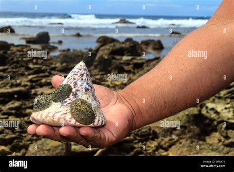 Babosas de mar fotografías e imágenes de alta resolución Alamy