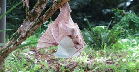 Philippine fruit bats may be entirely new species of their own, DNA ...