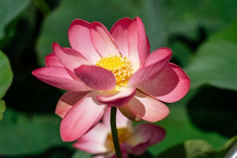 A Pink Lotus Flower Sways In The Wind Nelumbo Nucifera Against The