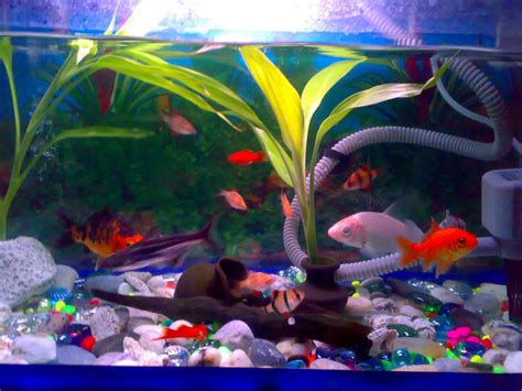 Koi Fish Tank. Some Interesting Considerations On Subject