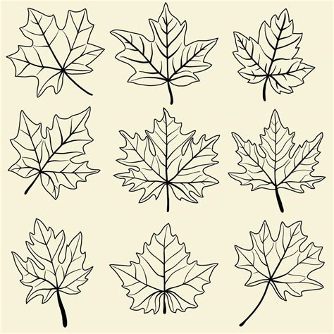 Collection Of Simplicity Maple Leaf Freehand Drawing Flat Design