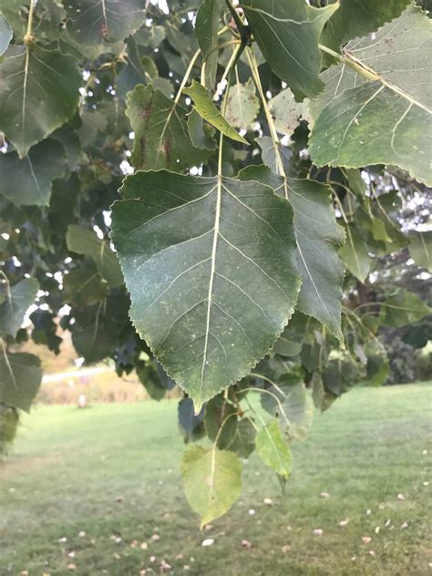 Where To Place Carolina Poplar In Feng Shui Characteristics