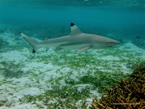 Black Tip Reef Shark Breeding Gili Lankanfushi Maldives