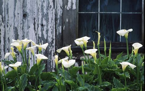 Calla Lilies These Stunning Flowers Will Grow Inside Or Out • Greenview