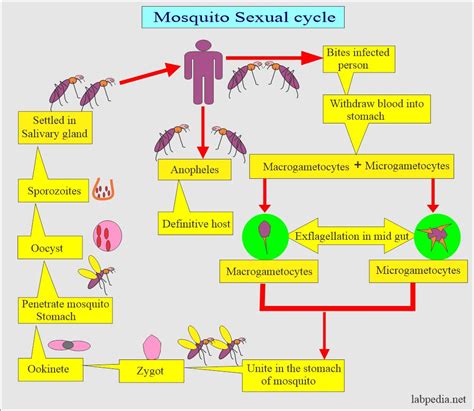 Malarial parasite:- Part 2: - Plasmodium Falciparum, Blackwater Fever ...