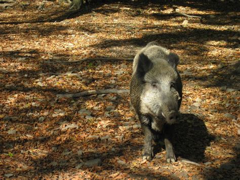 Wildschwein Herbst Sonne Kostenloses Foto Auf Pixabay