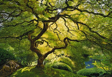 Natural Tree Of Life Nature Photography Peter Lik Nature Photos