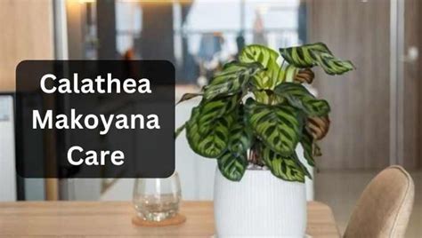 Calathea Makoyana Peacock Plant Care Growth Guide Peacock Plant