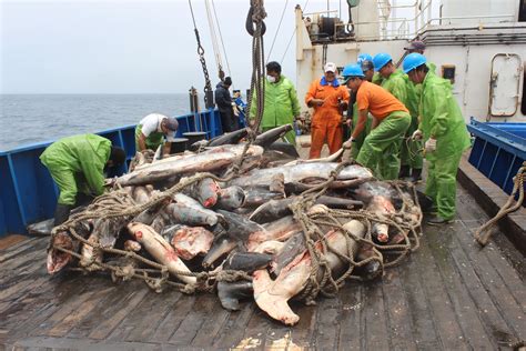 Pesca Ilegal La Gran Amenaza A Los Santuarios Marinos De Latinoamérica