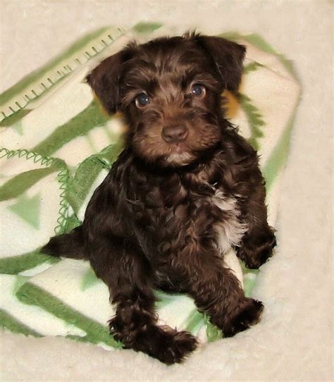 Chocolate Liver Miniature Schnauzer Puppies From Destiny Blooms Akc