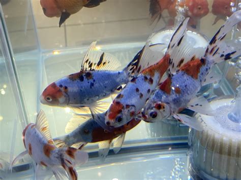 【金魚】琉金の種類や特徴を紹介します - きんぎょりうむ