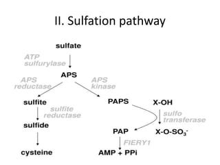 Sulfate Assimilation Ppt