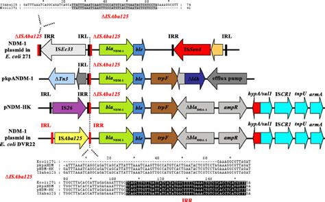 Schematic Drawing Showing The Genetic Elements Surrounding The Bla