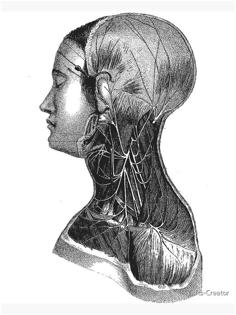 "Anatomy Head Component Diagram Drawing" Poster for Sale by Gifts ...