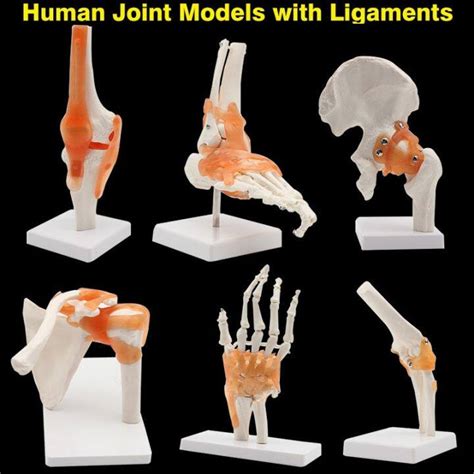 Human Skeleton Joint Anatomy Models Knee Elbow Foot Hand Shoulder Hip