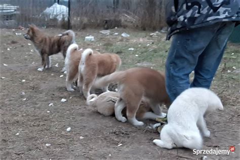 Akita Inu Gotowe Do Zmiany Domu Kock Sprzedajemy Pl