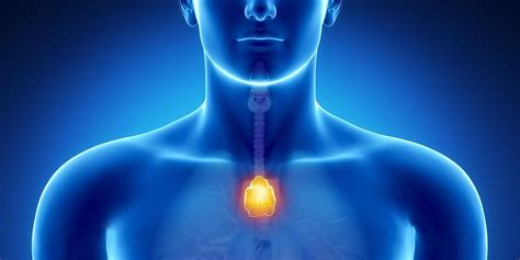 Your Thymus Organ Regulates Aging