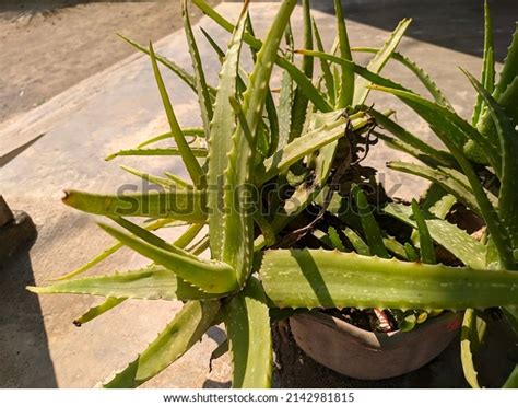 Aloe Vera Plant Exposed Sunlight Morning Stock Photo 2142981815 ...