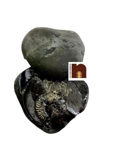 Numeroastro Natural Original Shaligram Stone Shila Laxmi Narayan