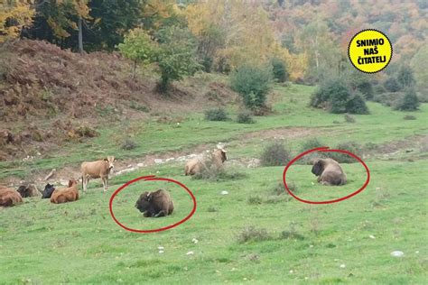 Ravnatelj Parka Prirode Velebit Potvrdio Je Za Sata Tu Su Tri