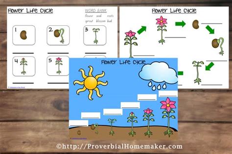 {FREE} Flower Life Cycle Printables - Proverbial Homemaker