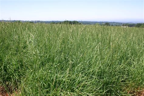 Silver Falls Seed Company Bluegrass Pine