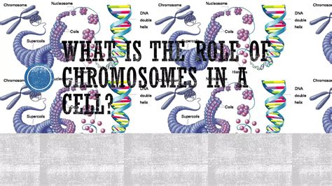 Grade 9 - Chromosomal basis of inheritance | PPT