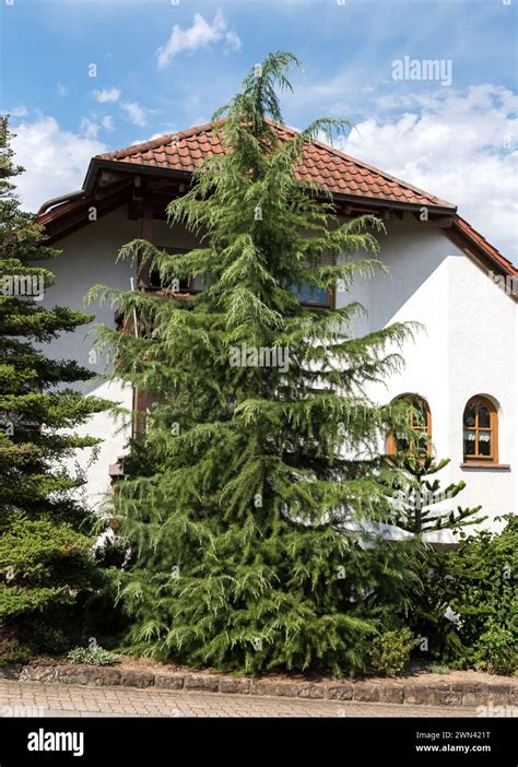 Himalaya Zeder Cedrus Deodara Stock Photo Alamy