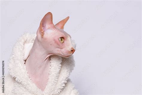 Cute Cat Of Breed Sphinx Wearing In Fashion White Fur Coat Naked Cat A Kitten Without Wool