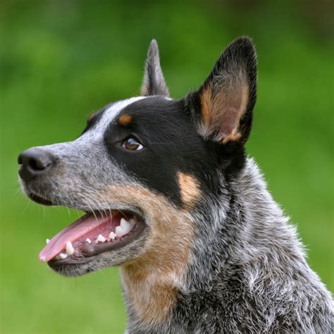 Australian Cattle Dog Breed Guide - Learn about the Australian Cattle Dog.