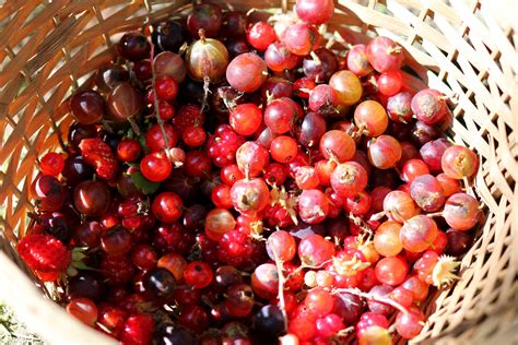 berries | cabinorganic