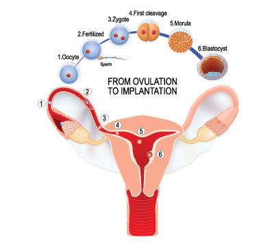 Implantation Calculator - When Does Implantation Bleeding Occur ...