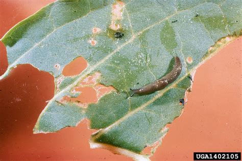 Slugs & Snails : Got Pests? : Board of Pesticides Control: Maine DACF