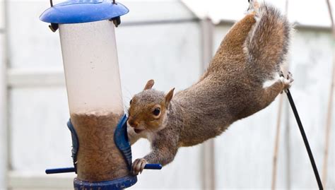 8 Proven Ways To Keep Squirrels Off Bird Feeders 2024 Bird Watching Hq