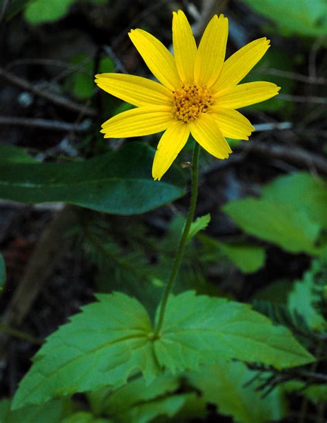 Mountain Arnica Wildflowers Found In Oregon