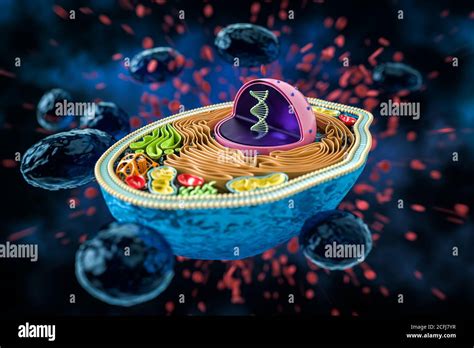 3d Rendering Of The Human Cell Cross Section Detailed Colorful Anatomy